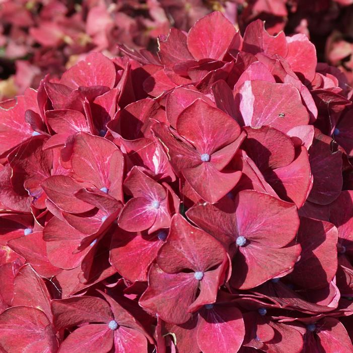 MAGICAL® EVERLASTING CRIMSON HYDRANGEA