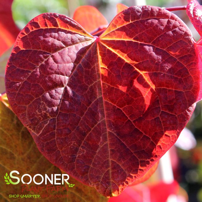 HEARTS A'FIRE™ REDBUD