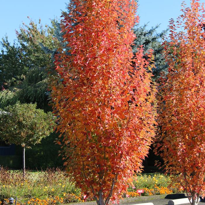 ARMSTRONG GOLD® MAPLE