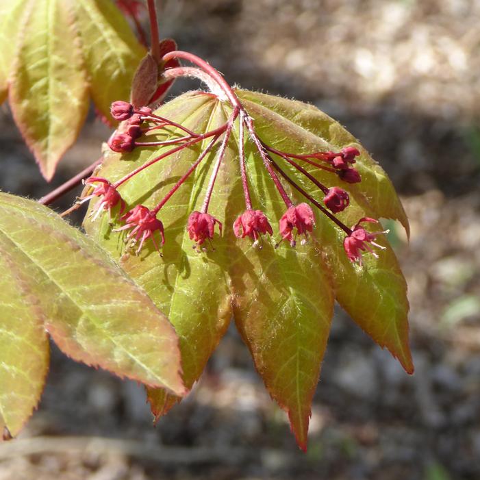 MORNING STARBURST™ VINE MAPLE