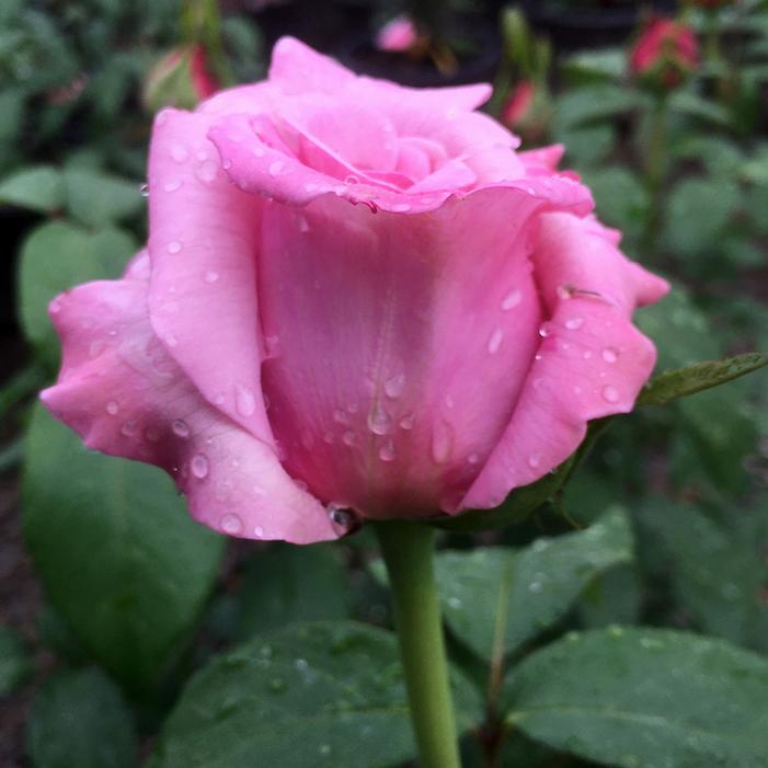 MEMORIAL DAY™ HYBRID TEA ROSE