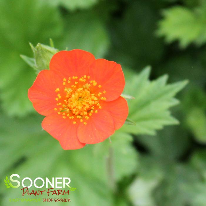 KOI GEUM
