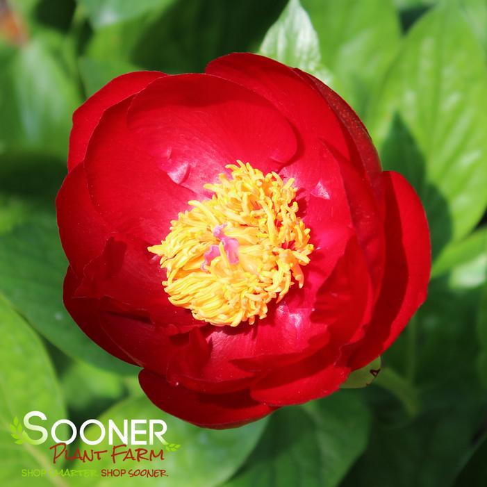 BUCKEYE BELLE GARDEN PEONY