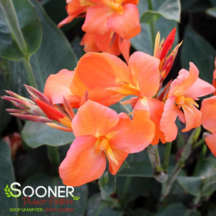 CANNOVA® ORANGE SHADES CANNA