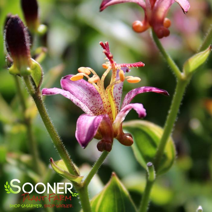 GILT EDGE TOAD LILY