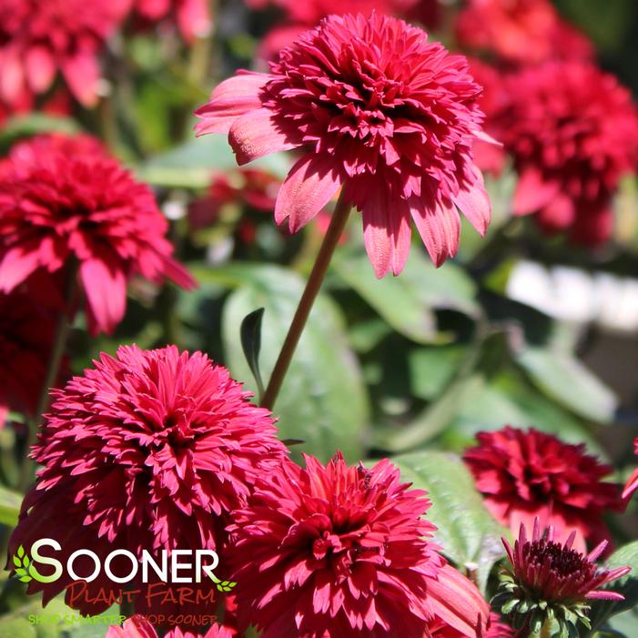 DOUBLE SCOOP™ RASPBERRY DELUXE CONEFLOWER