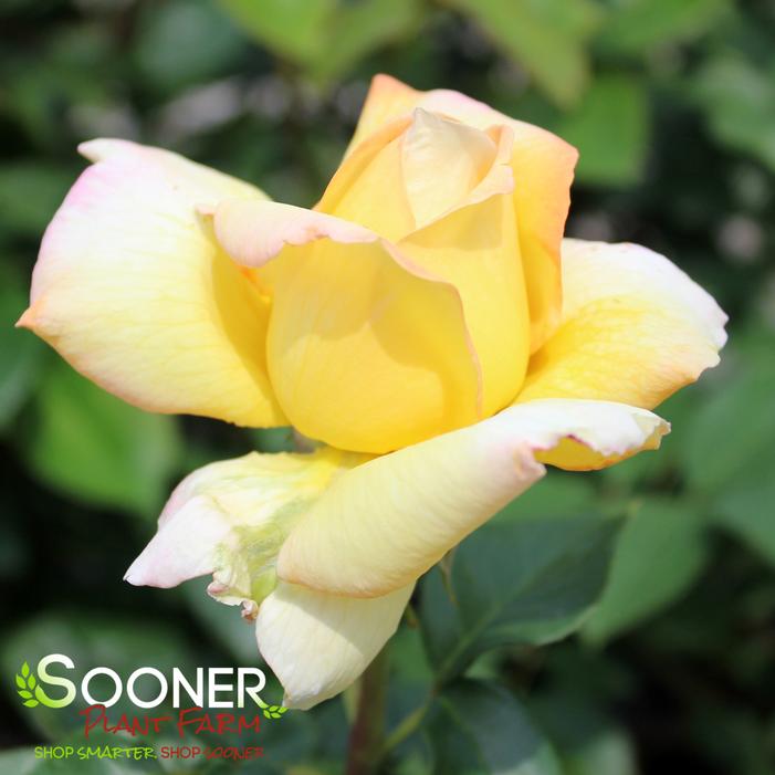 PEACE HYBRID TEA ROSE