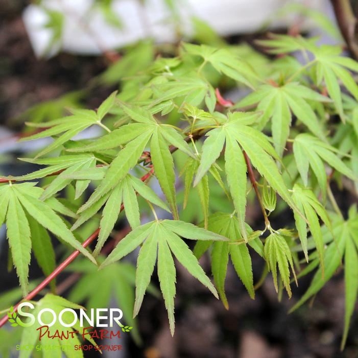 KENTARO SAN UPRIGHT JAPANESE MAPLE