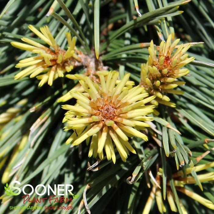 TAYLOR'S SUNBURST LODGEPOLE PINE