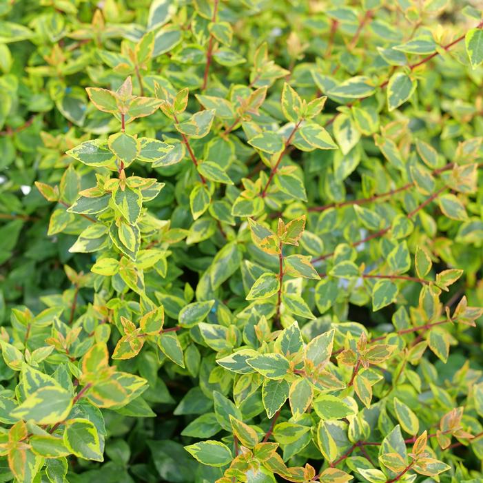 BRILLIANTINA® ABELIA