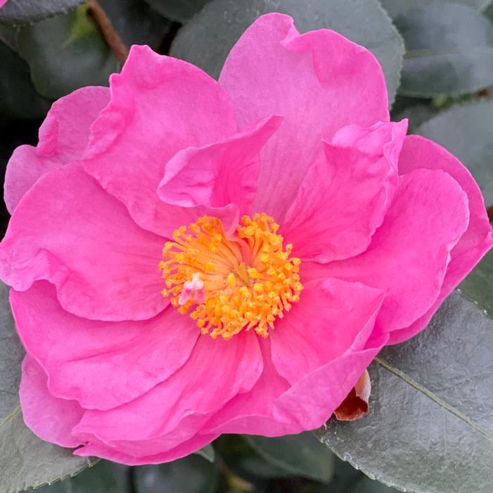 JUST CHILL® DOUBLE MAUVE CAMELLIA