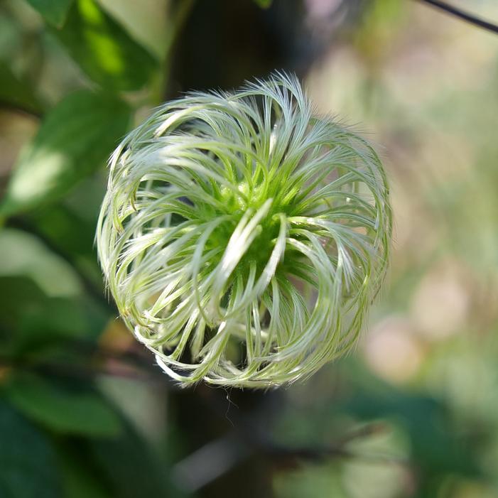 FUNYELLA® CLEMATIS