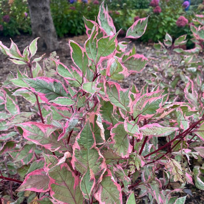 SGT. PEPPER™ DOGWOOD