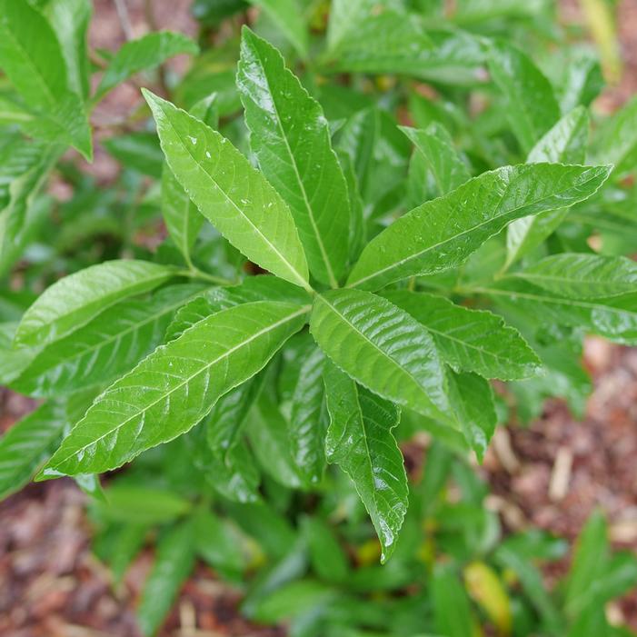 YARDLINE® VIBURNUM