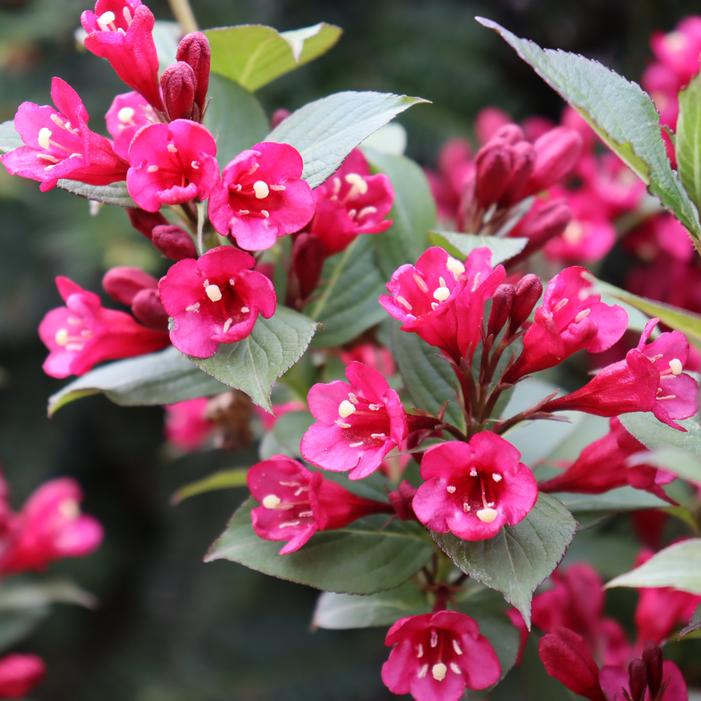 SONIC BLOOM® PUNCH WEIGELA