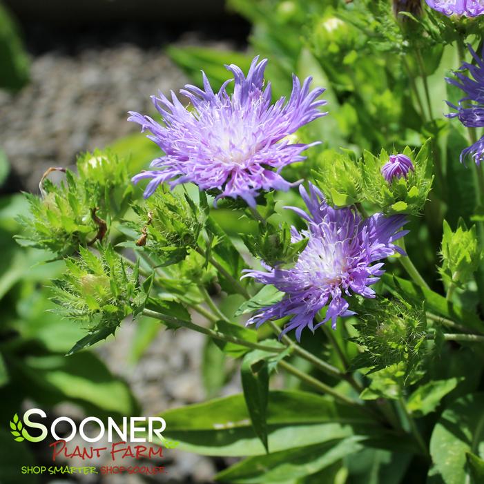 PEACHIE'S PICK STOKES ASTER
