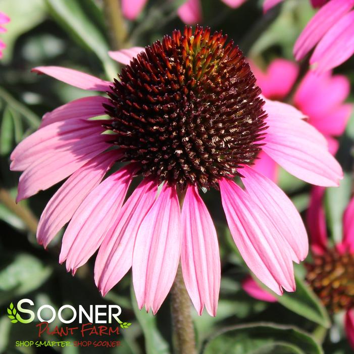 DARK SHADOWS™ WICKED CONEFLOWER