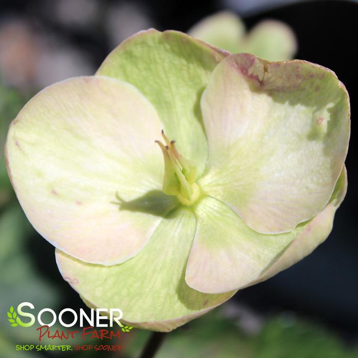 FROSTKISS® MOONDANCE LENTEN ROSE