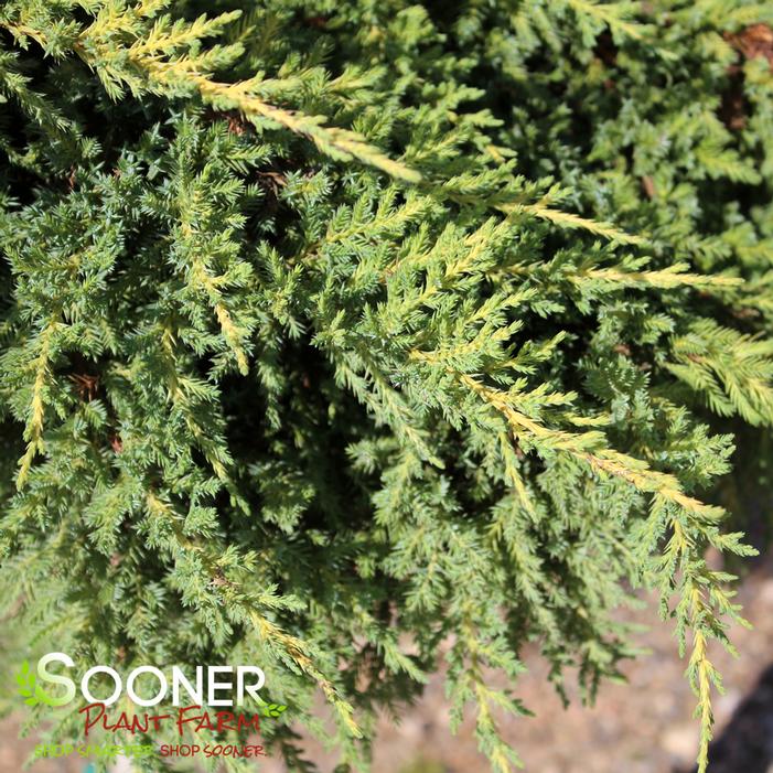 DAUB'S FROSTED JUNIPER