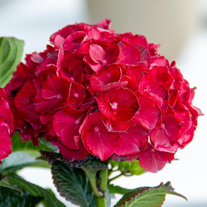 CHERRY-GO-ROUND™ HYDRANGEA