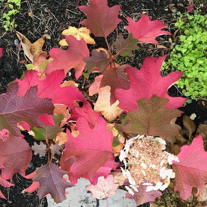 TOY SOLDIER™ OAKLEAF HYDRANGEA