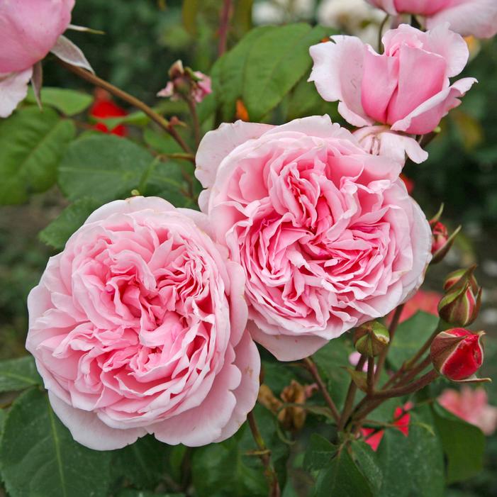 ARBOROSE® KISS ME KATE™ CLIMBING ROSE