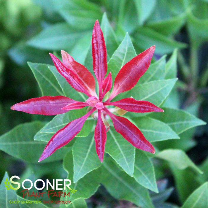 MOUNTAIN FIRE PIERIS