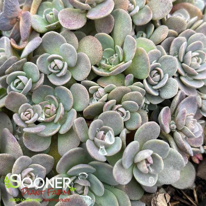 SUNSPARKLER® BLUE ELF SEDUM