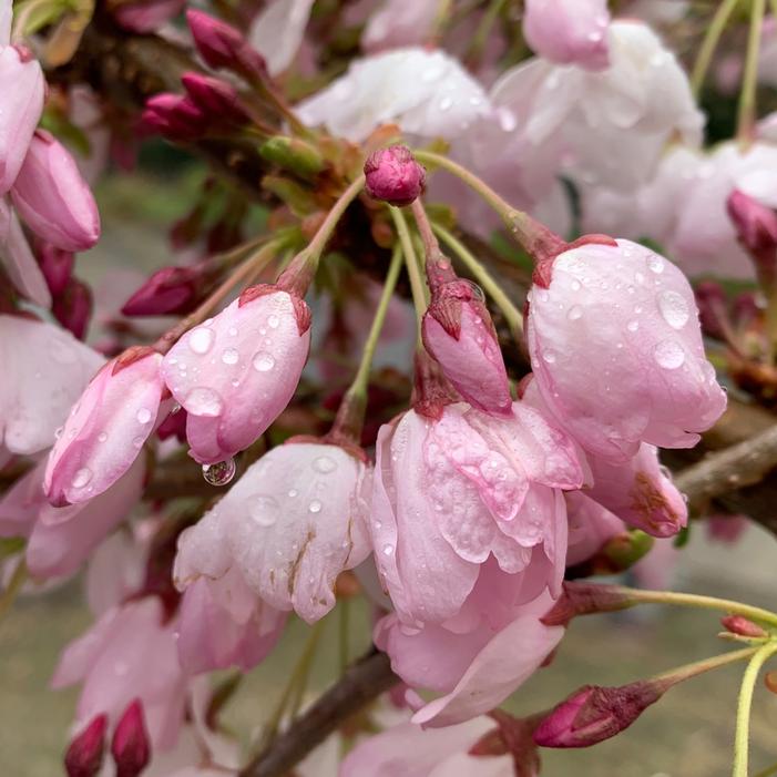 AKEBONO FLOWERING CHERRY