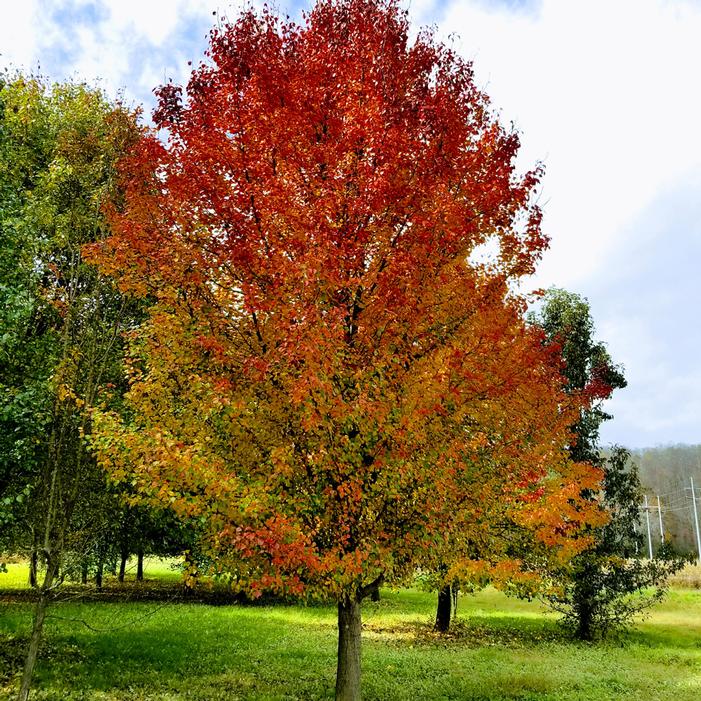 CHASTITY® ORNAMENTAL PEAR