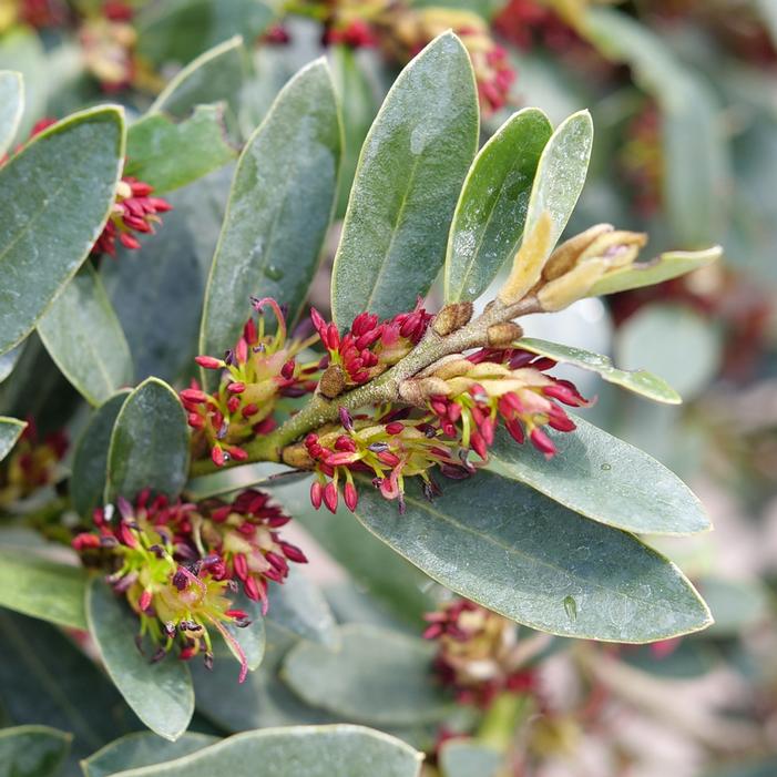 BUCKHEAD™ BOLD DISTYLIUM
