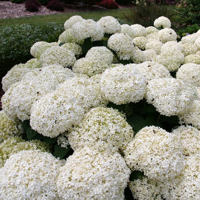 INCREDIBALL STORM PROOF™ HYDRANGEA