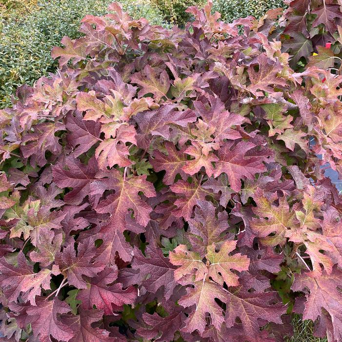 GATSBY GLOW BALL™ OAKLEAF HYDRANGEA