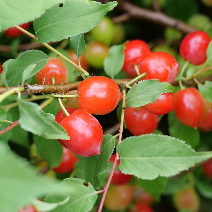 EASY AS PIE™ SOUR BUSH CHERRY