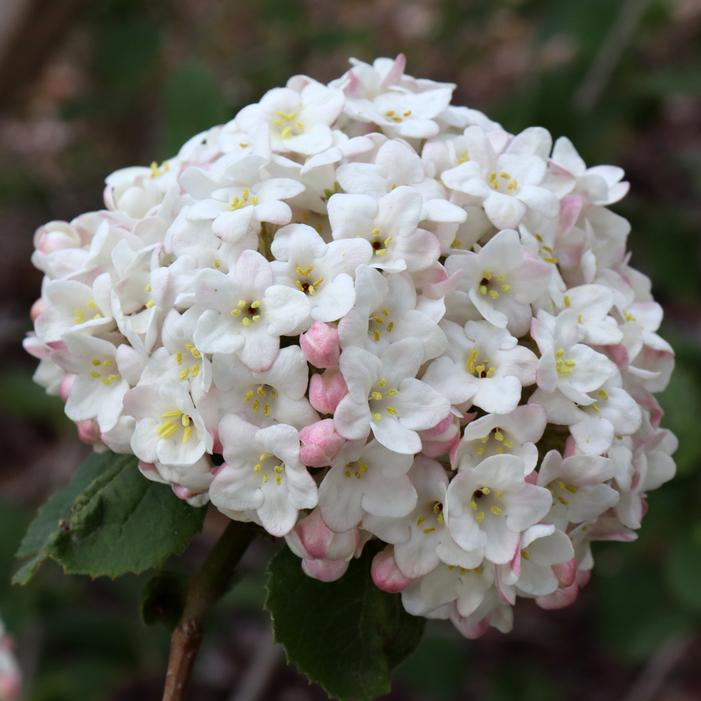 SPICE COWBOY™ KOREAN VIBURNUM