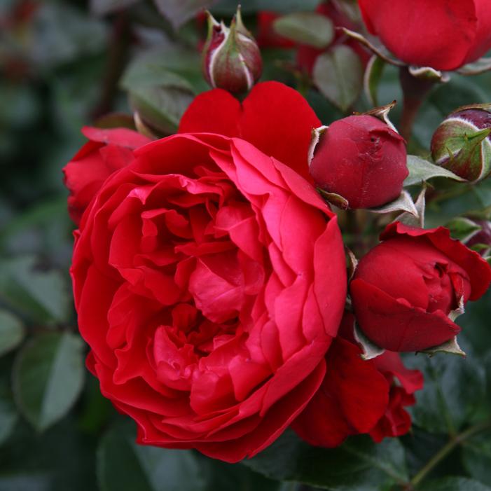 ARBOROSE® FLORENTINA™ CLIMBING ROSE