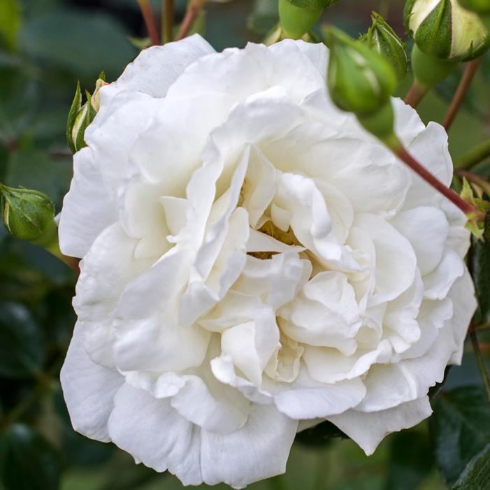 WHITE DAWN CLIMBING ROSE