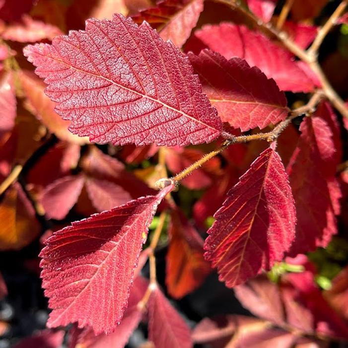 NORTHERN EMPRESS® JAPANESE ELM
