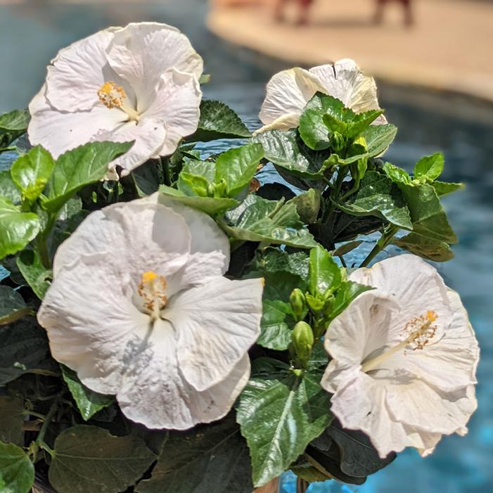 HOLLYWOOD® EARTH ANGEL™ TROPICAL HIBISCUS