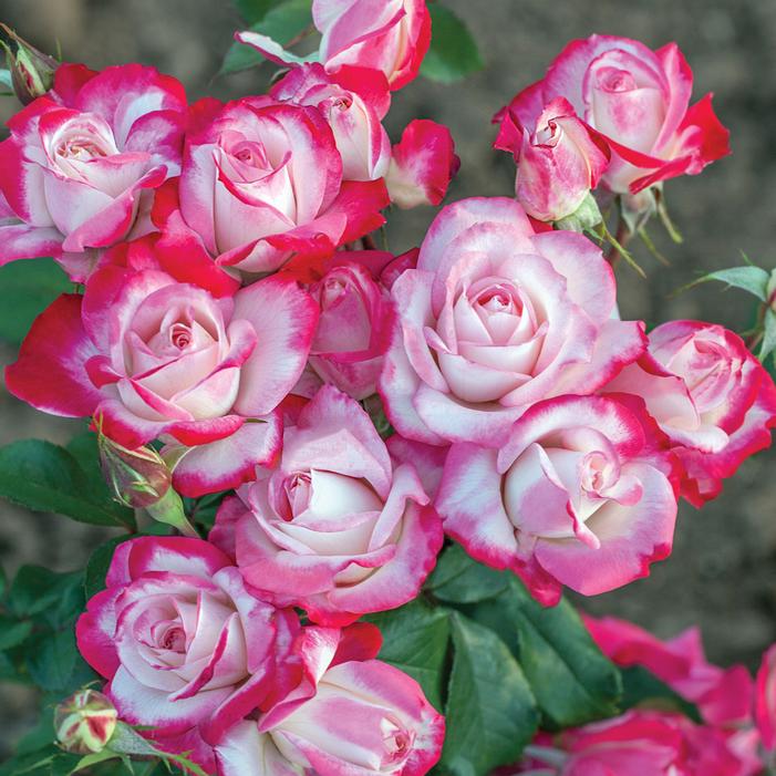 CANDY CANE COCKTAIL™ FLORIBUNDA ROSE