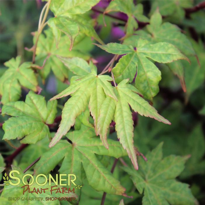 SIR DAMON CORAL BARK UPRIGHT JAPANESE MAPLE