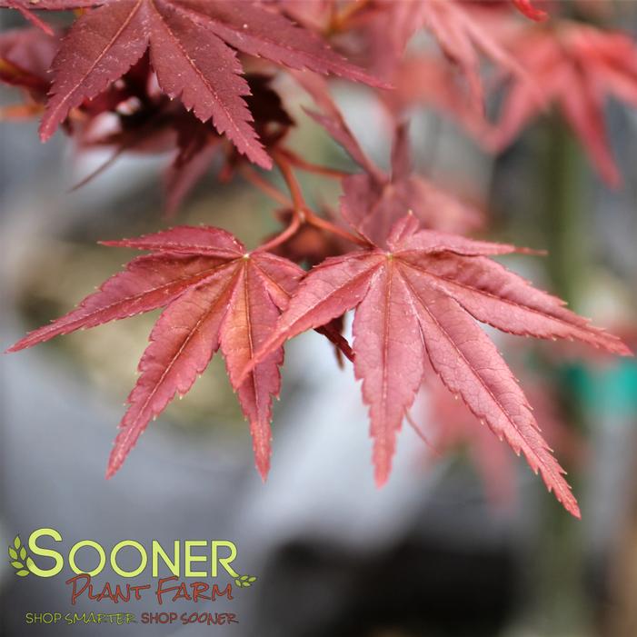 OTOME ZAKURA UPRIGHT JAPANESE MAPLE