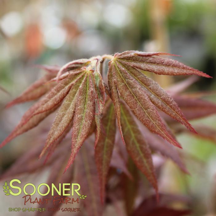 MAHOGANY JAPANESE MAPLE