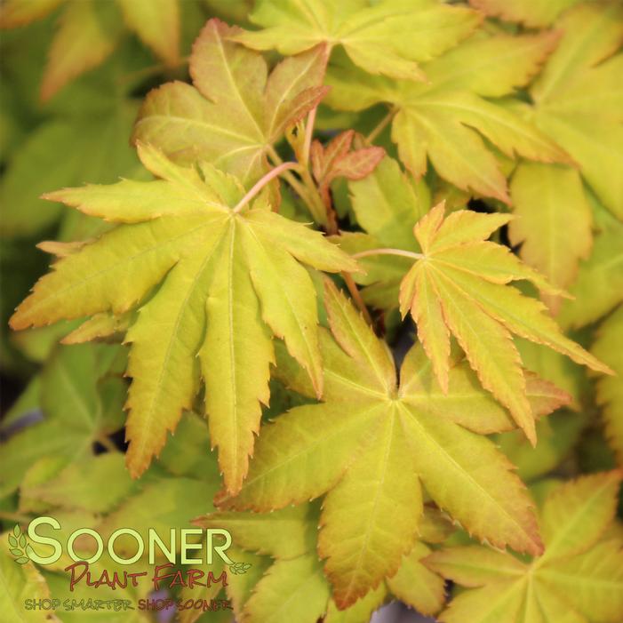 DRAGON MASTER DWARF WEEPING JAPANESE MAPLE