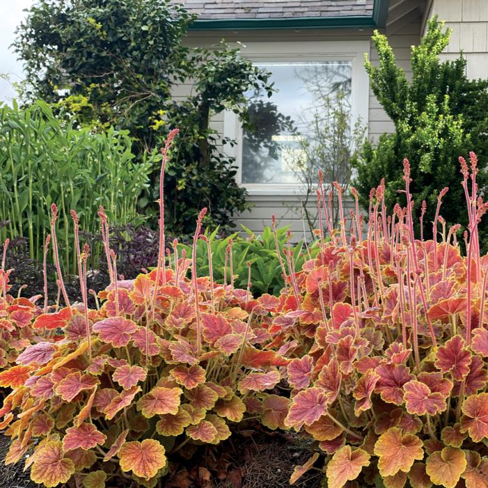 NORTHERN EXPOSURE™ SIENNA CORAL BELLS