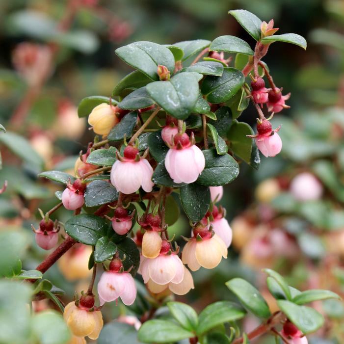 CANDYBOX™ CHILEAN GUAVA