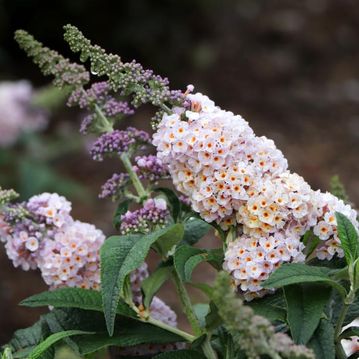 PUGSTER SORBET™ BUTTERFLY BUSH