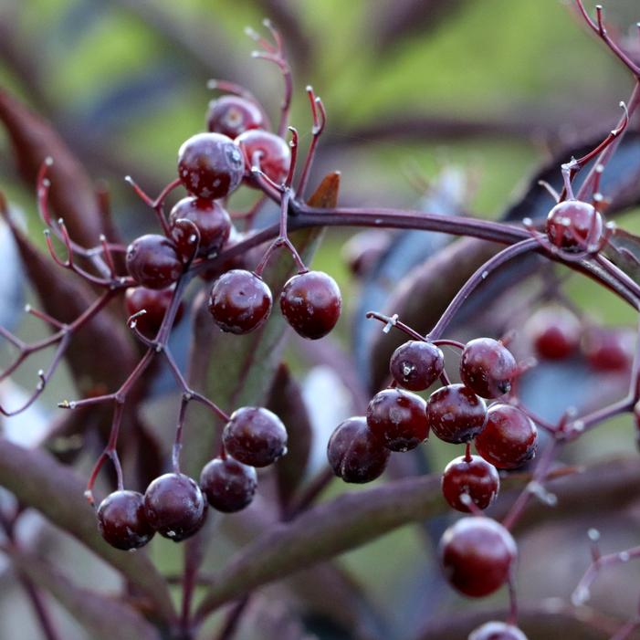 PINK PONY™ ELDERBERRY