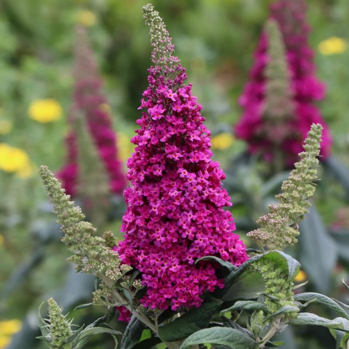 PUGSTER PICO PUNCH™ BUTTERFLY BUSH