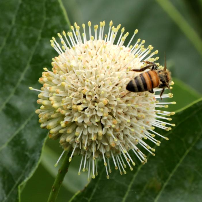 SUGAR SHACK® 2.0 BUTTONBUSH